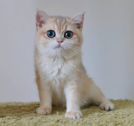 British Shorthair