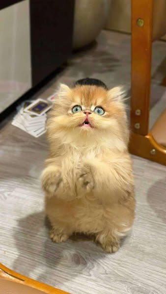 British Longhair