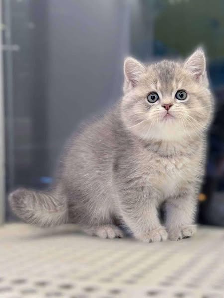 British Shorthair