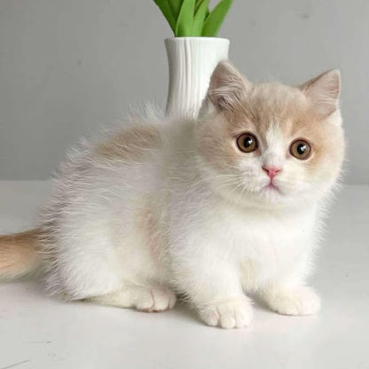 Munchkin