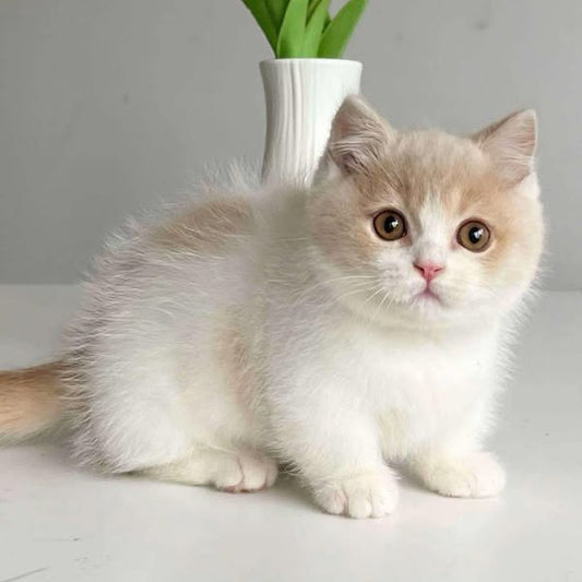 Munchkin
