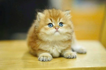 British Shorthair