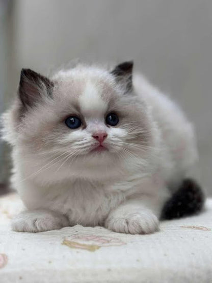 Ragdoll
