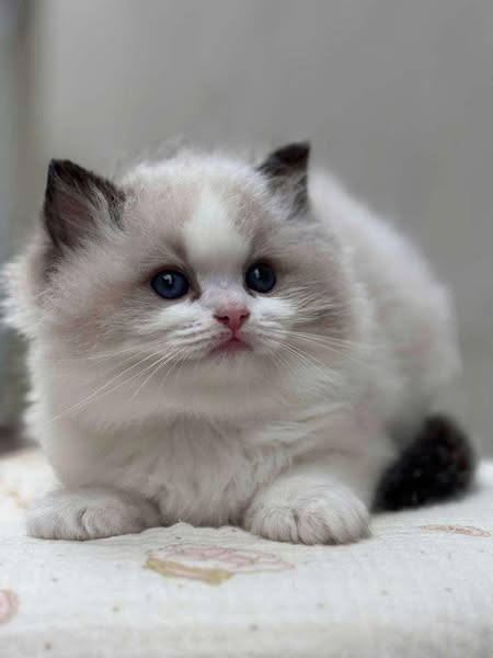 Ragdoll