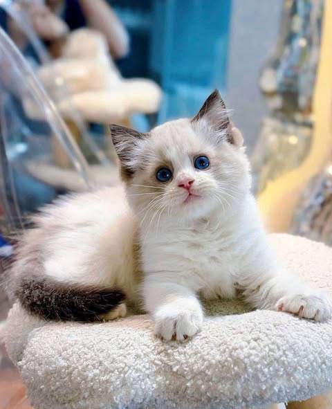 Ragdoll