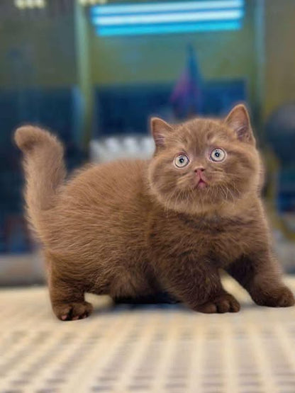 British Shorthair