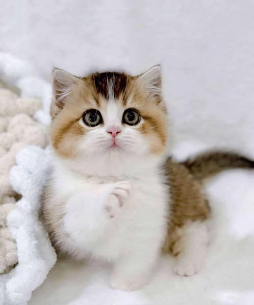 Munchkin