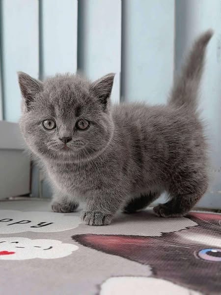 Munchkin