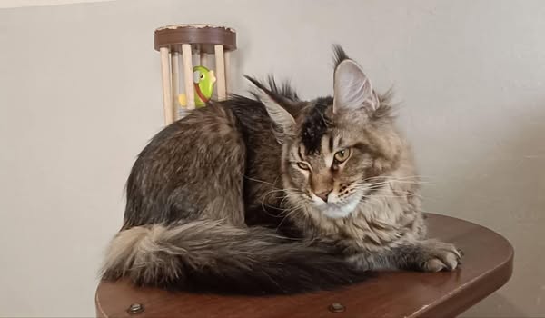 Maine Coon