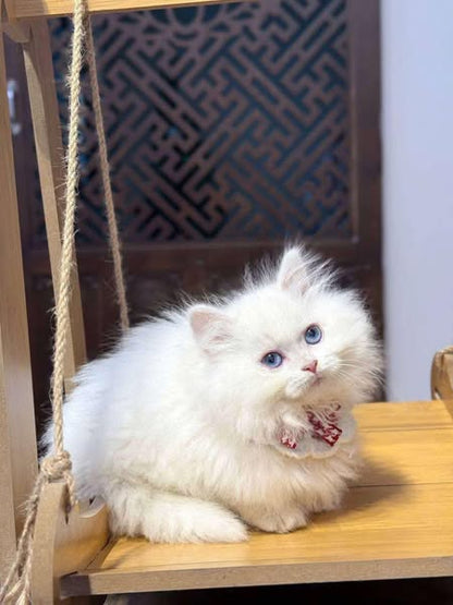 Munchkin Longhair