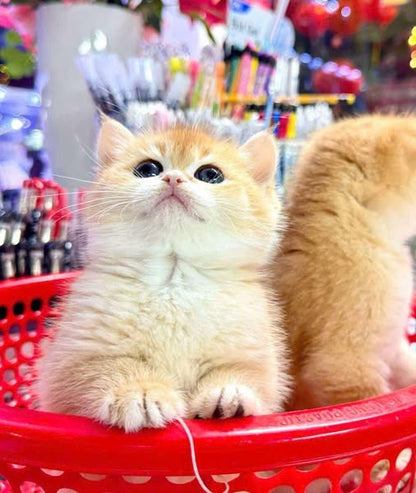 British Shorthair