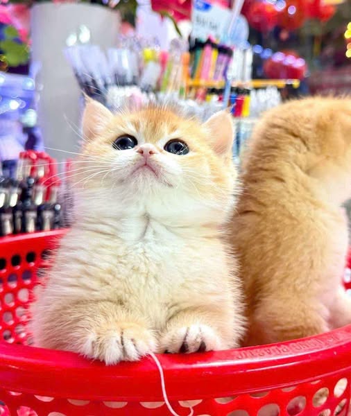 British Shorthair