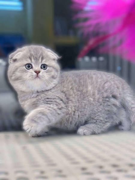 Scottish Fold