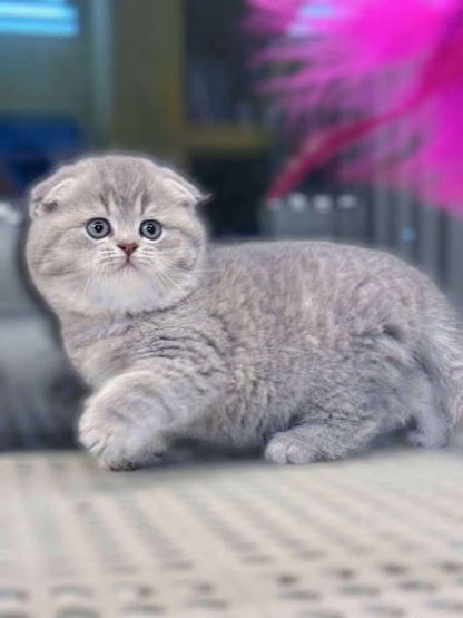 Scottish Fold