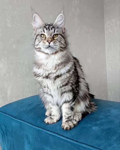Maine Coon