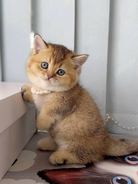 Munchkin