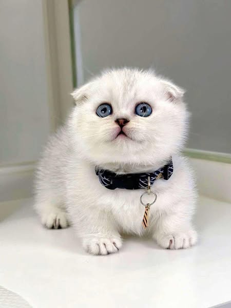 Munchkin Fold