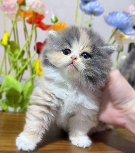 British Longhair