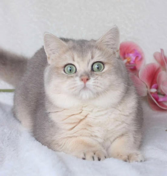 British Shorthair
