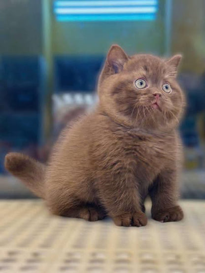 British Shorthair