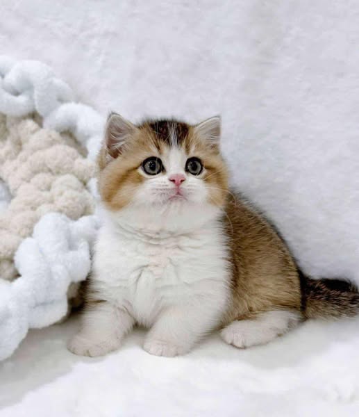 Munchkin