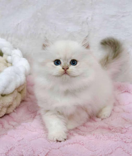 British Longhair