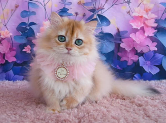 British Longhair
