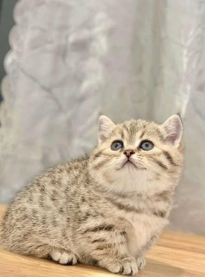 Munchkin