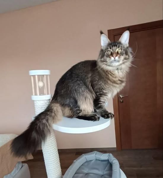 Maine Coon