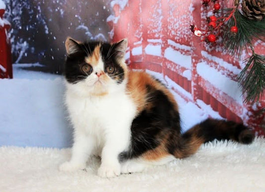 Exotic Shorthair