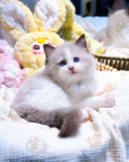 Ragdoll