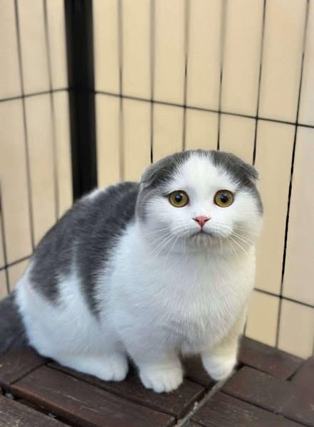 Munchkin Fold