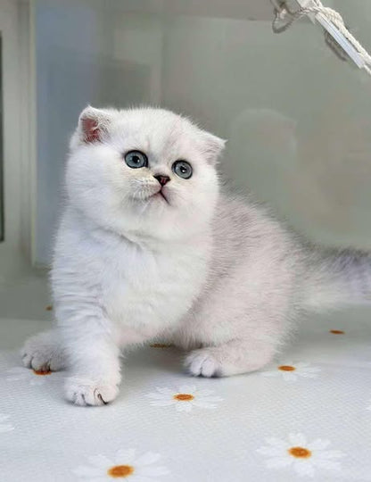 Scottish Fold
