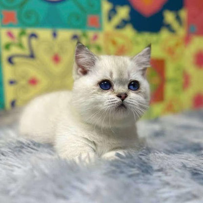 Munchkin
