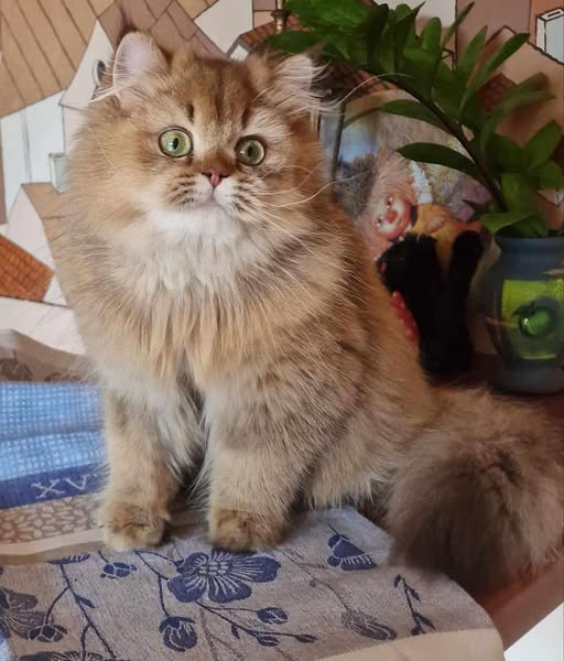 British Longhair