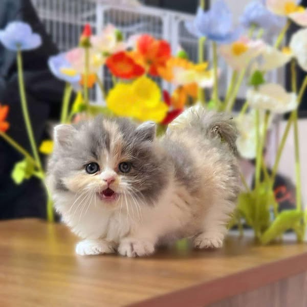 British Longhair
