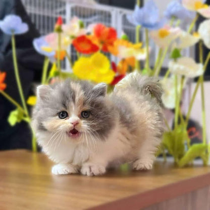 British Longhair