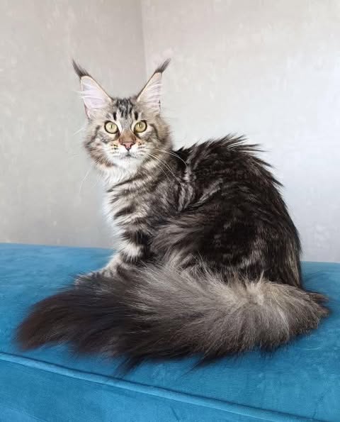 Maine Coon