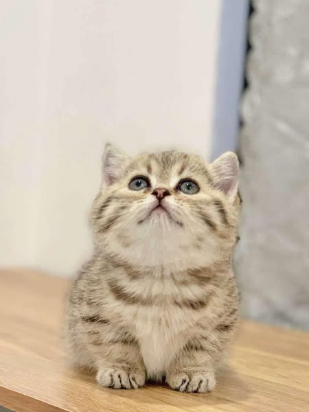 Munchkin