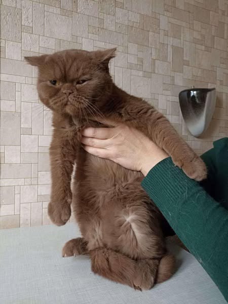 British Shorthair