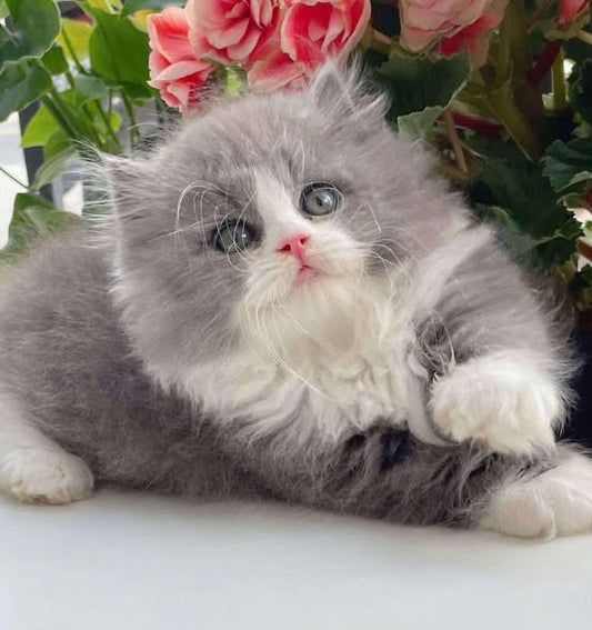 Munchkin Longhair