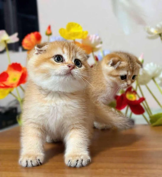 Scottish Fold