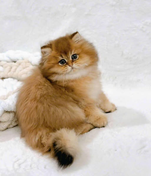 British Longhair