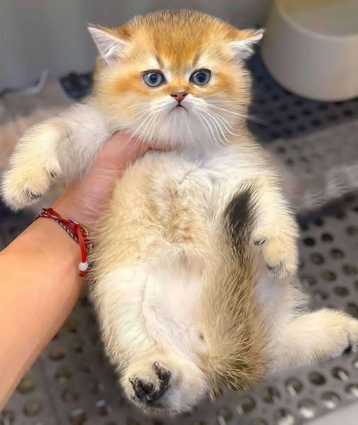 British Shorthair