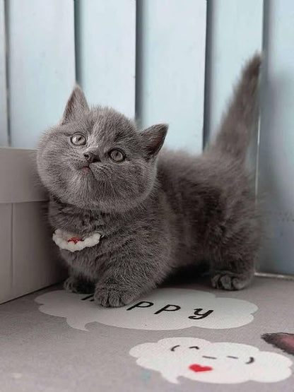 Munchkin