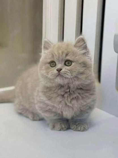 Munchkin Longhair