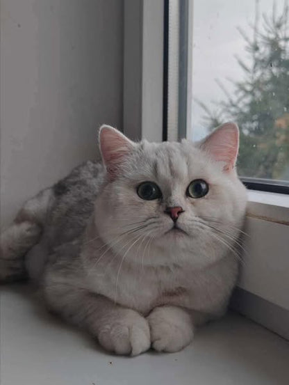 British Shorthair