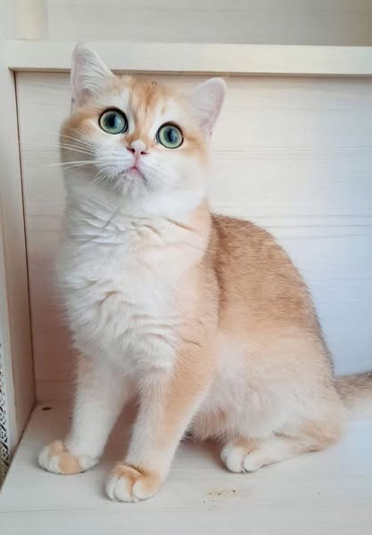 Munchkin
