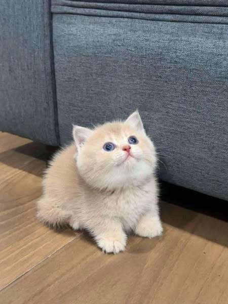 Munchkin