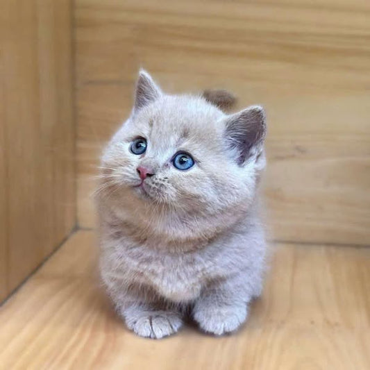 Munchkin